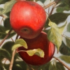Apple Harvest; 8x10; Sold